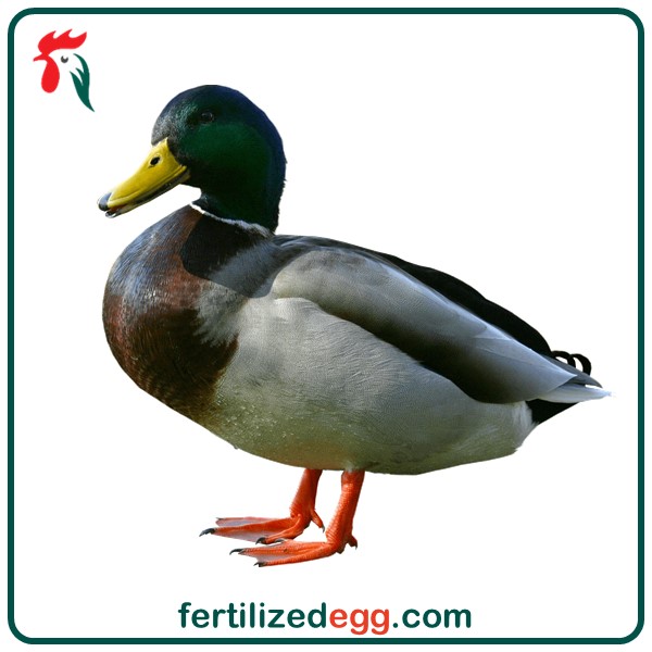 تخم نطفه دار اردک